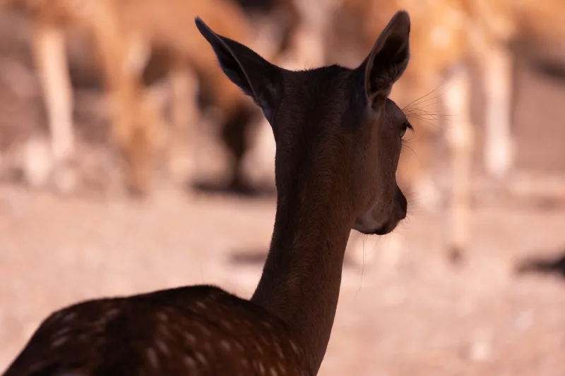 The dark silhouette of a fallow deer's head in warm backlight, the herd blurred behind