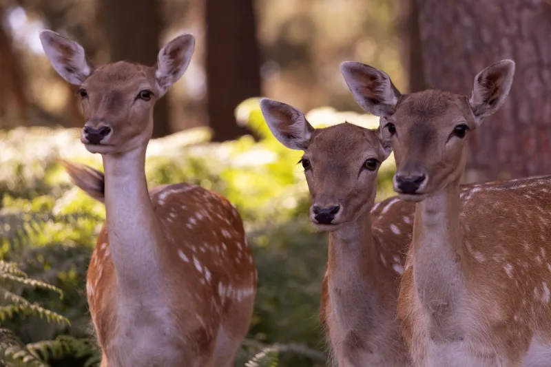 Three fallow deer standing close together, looking attentively into the camera