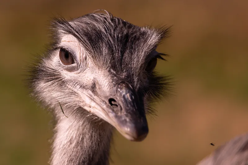 A close-up of the head of a large flightless bird with ruffled feathers and an alert eye