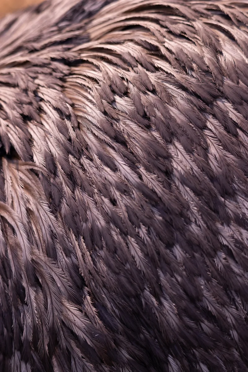 An abstract close-up of the shimmering grey plumage of a flightless bird