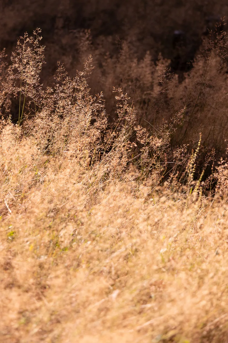 Dry golden grasses in warm backlight against a dark background