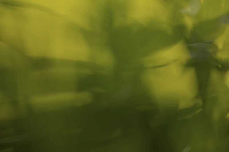 An abstract motion-blur: green foliage swept into soft streaks