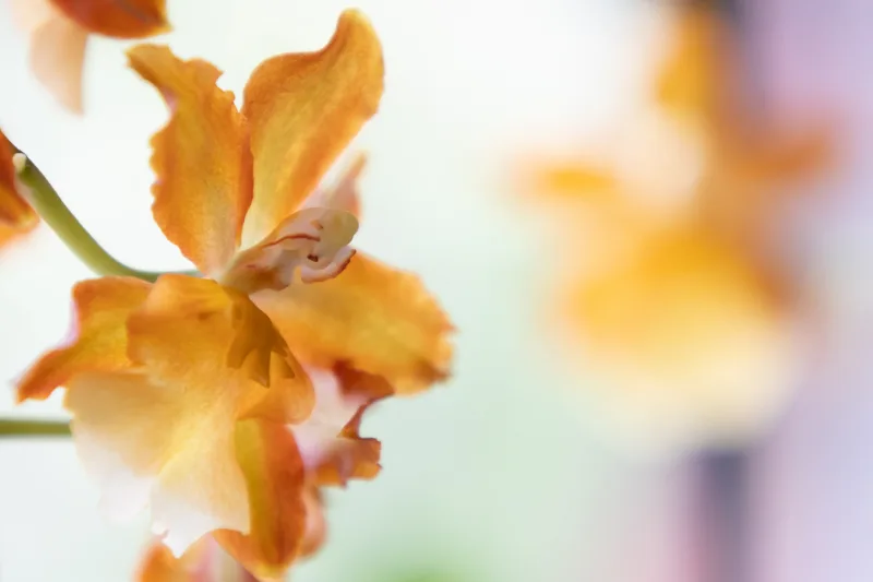 A macro of an orange orchid flower against a bright background