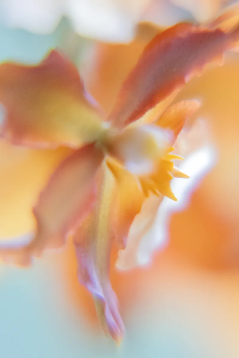 A softly rendered, dreamy macro of an orange blossom