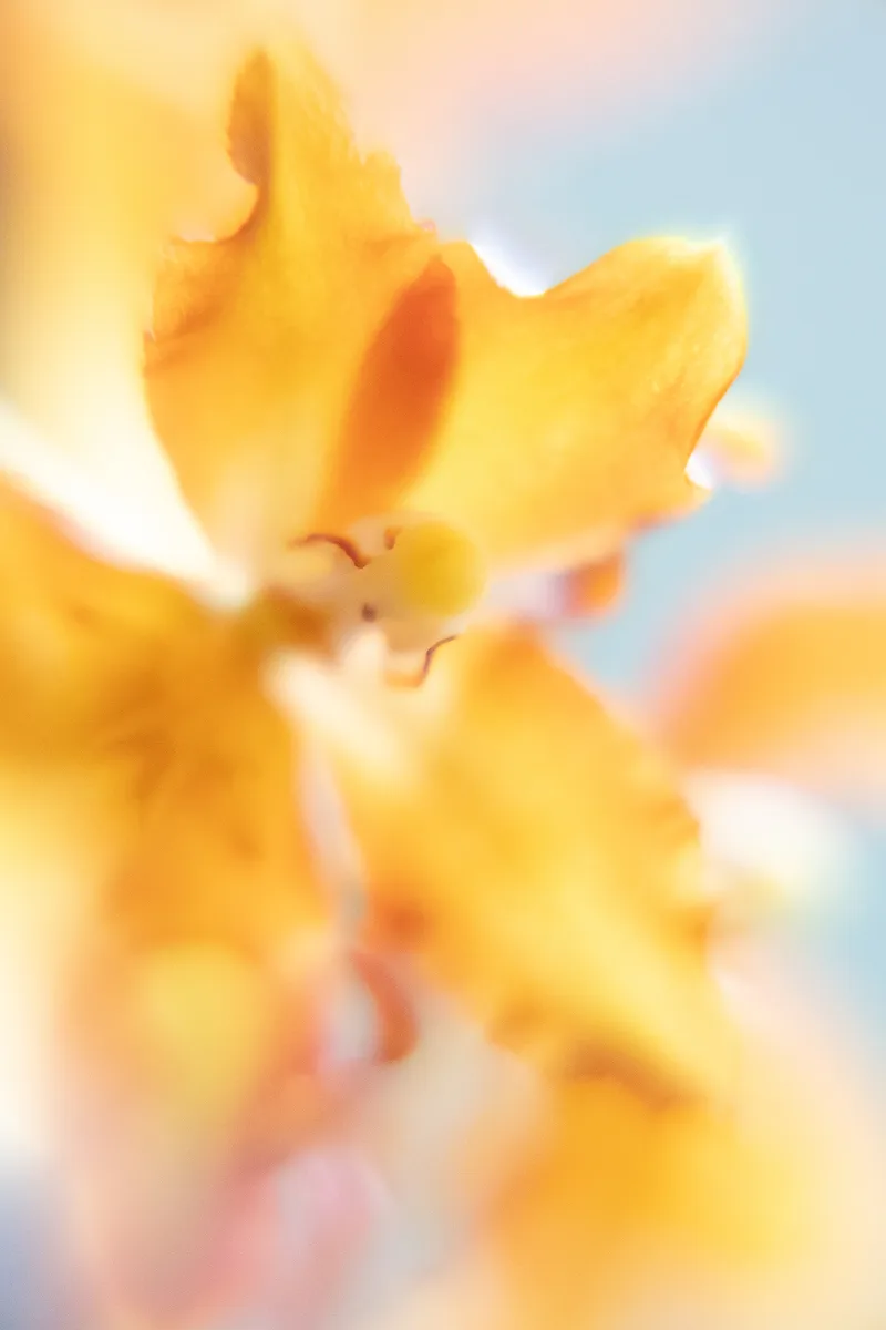 A soft macro of a yellow-orange flower in pastel tones