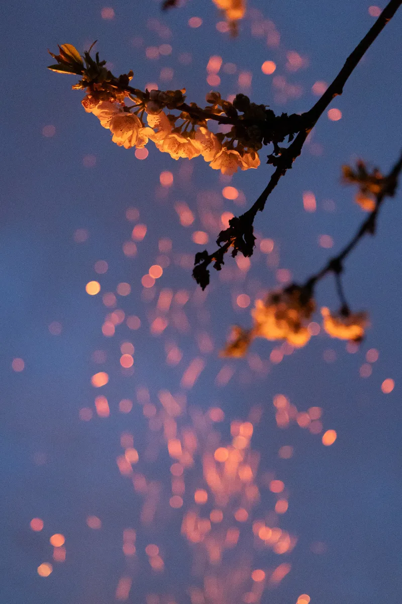 Cherry blossoms on a branch in the warm light of the blue hour, pink bokeh against a blue sky