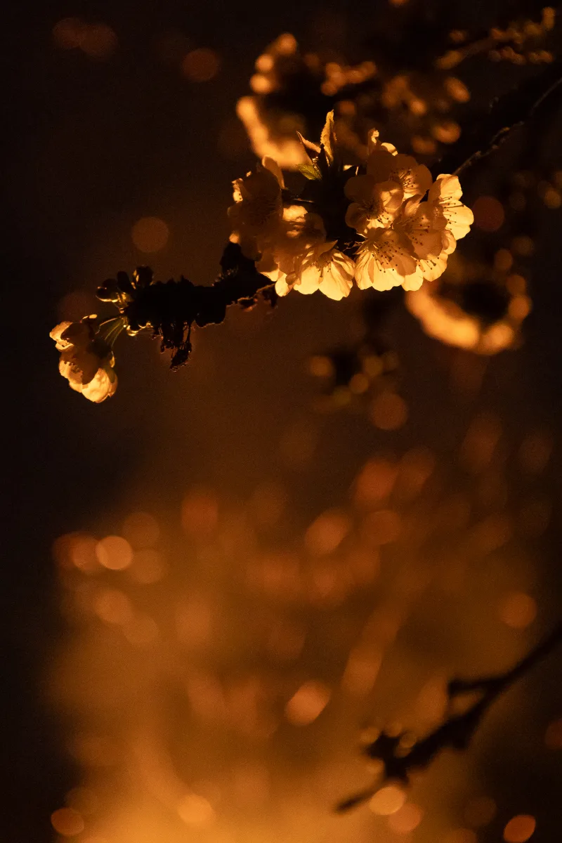 Cherry blossoms lit warmly against a dark background with golden bokeh