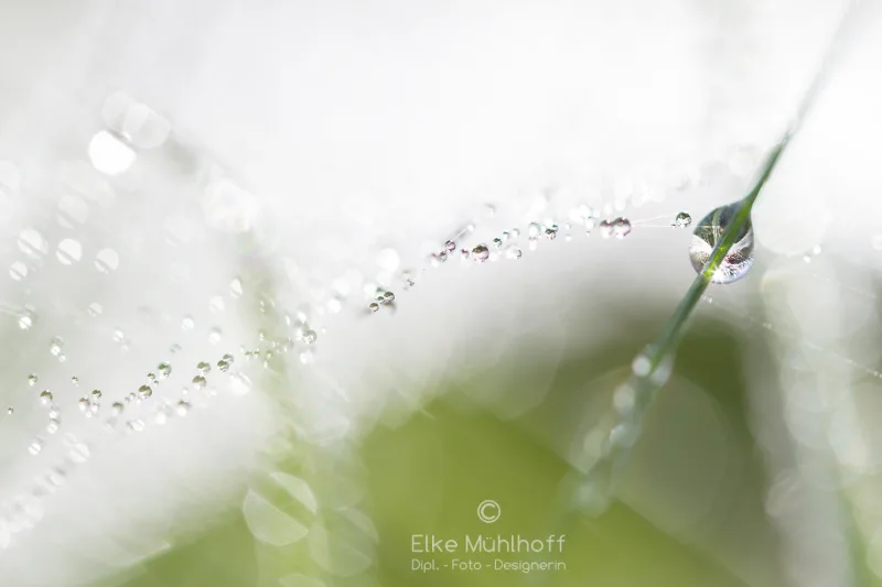 Einzelne Pusteblume vor hellblauem Himmel im Gegenlicht freigestellt