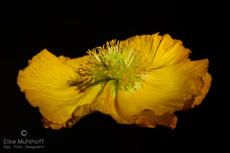 Detail einer leuchtend gelben Mohnblüte vor schwarzem Hintergrund